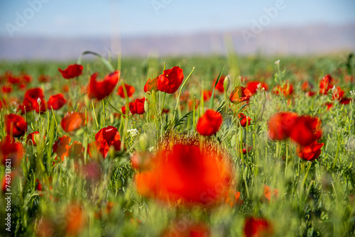 Close-Up of Radiant Red Poppies in Full Bloom, Zanjan, Iran