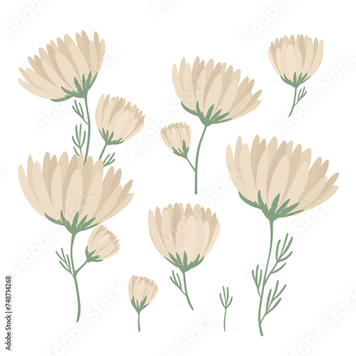 Set of blooming chamomile. Wild planet, flowers. Vector illustration. Floral herbal plants with beige blooms