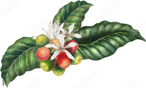 Coffee plant, watercolor, beans, leaves and flowers, hand drawn illustrations