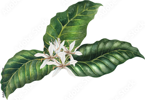 Coffee plant, watercolor, beans, leaves and flowers, hand drawn illustrations