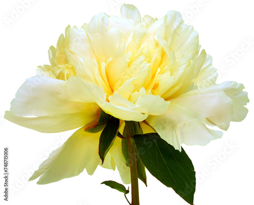 Fototapeta Naklejka Na Ścianę i Meble -  Yellow  peony flower  on  a white isolated background with clipping path. Closeup. For design.   Transparent background.  Nature.