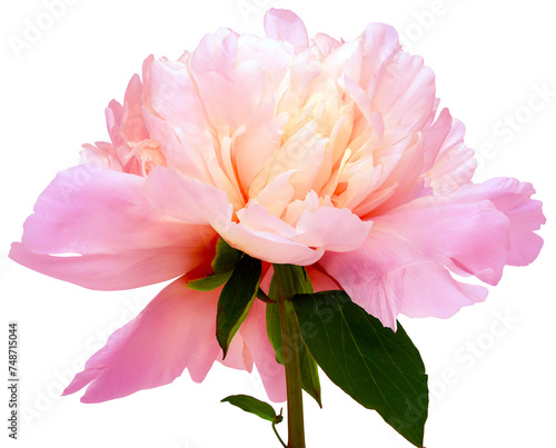 Fototapeta Naklejka Na Ścianę i Meble -  Pink  peony flower on  isolated background with clipping path. Closeup. For design. Transparent background.  Nature.	