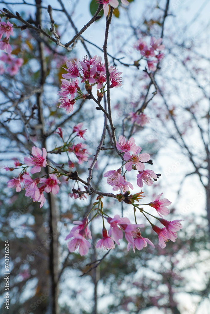 Obraz premium Beautiful cherry blossom flowers blooiming under blue sky 