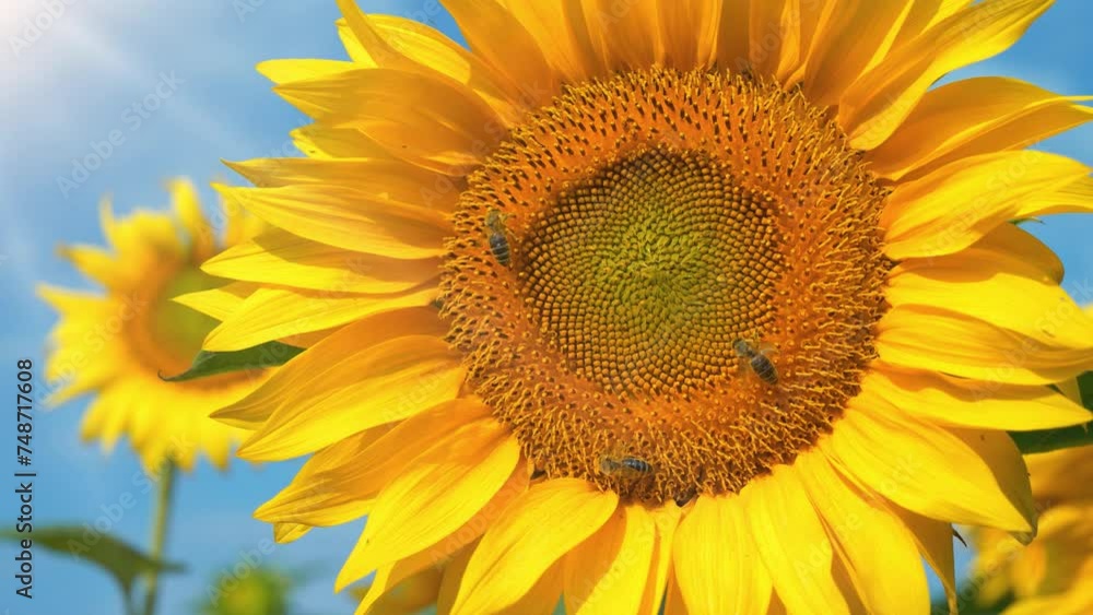 Worker bees on beautiful sunflower, bright rays of sun shines on field of sunflowers