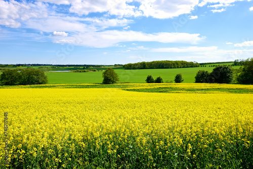 Yellow  field or environment with grass for flowers  agro farming or sustainable growth in nature. Background  canola plants and landscape of meadow  lawn or natural pasture for crops and ecology