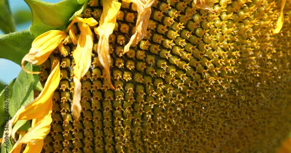 Sunflower seeds. Fibonacci golden ratio in nature and sunflower seeds ...