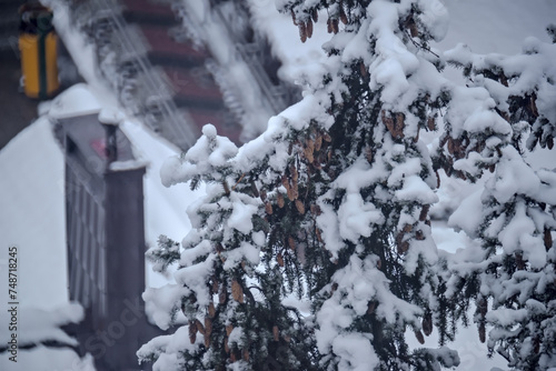 Szyszki i gałęzie świerkowe pokryte śniegiem. Zima zaatakowała potężne świerki. Świerki obficie pokryte śniegiem. Poniżej przez ośnieżone korony widać dachy domów.
