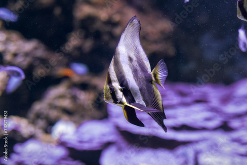 Pesce pipistrello orbicolare, platax orbicularis, all'Acquario di Livorno, Toscana, Italia photo