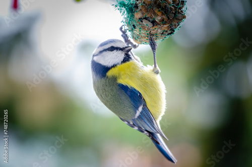 A blue tit observes its surroundings while feeding, perched on a grid, on a sunny winter day