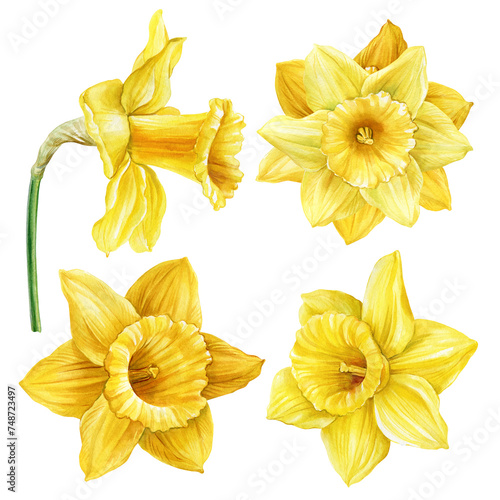 Beautiful yellow daffodils, spring flowers set isolated on white background. Watercolor hand drawing Botanical painting