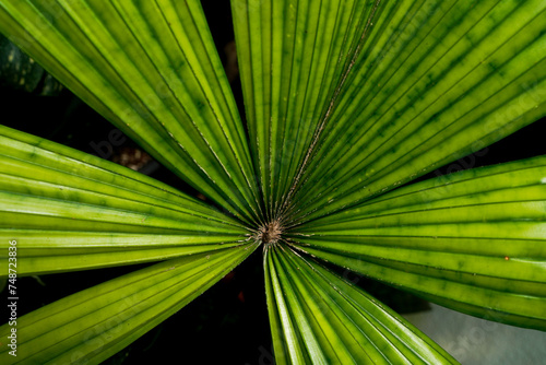 Licuala mapu, close up texture, indoor plants photo