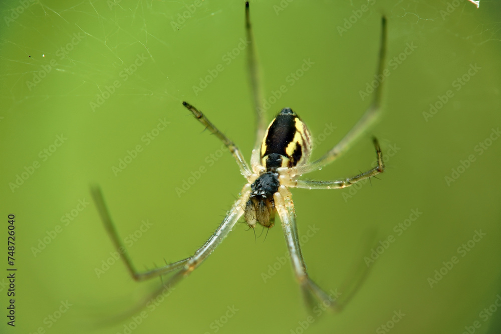 Neriene radiata spider on the web Neriene radiata spider on the web