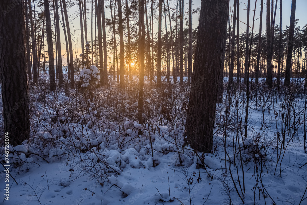 Sunset in winter forest Sunset in winter forest