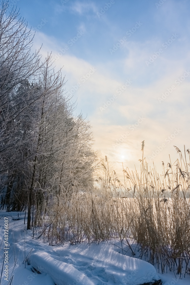 Winter forest on the river bank Winter forest on the river bank