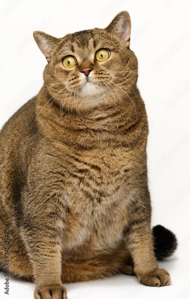 Obraz premium Adult gray cat sitting on a white background, funny face