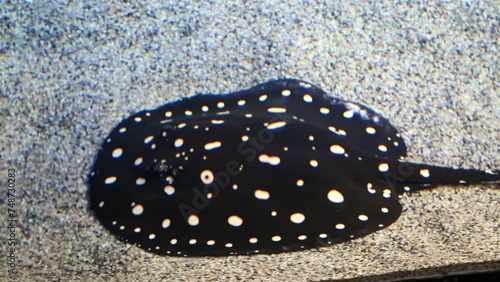 The motoro Leopoldi stingray (Latin Potamotrygon leopoldi) with white spots floats against the background of the sandy bottom. Marine life, fish. photo