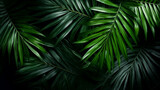 Green leaves of tropical plants.