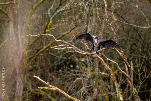 A Cormorant in the wild