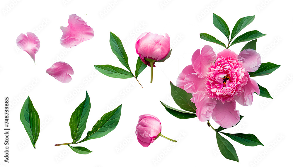 Top view pink peony flower with petal and green leaf on transparent