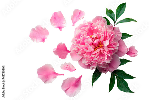 Fototapeta Naklejka Na Ścianę i Meble -  Top view pink peony flower with petal on transparent