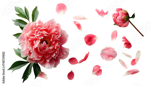 Fototapeta Naklejka Na Ścianę i Meble -  Isolated peony flower and white tulips