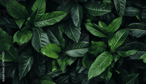 Tropical leaves dark green foliage in jungle nature © Nadtochiy