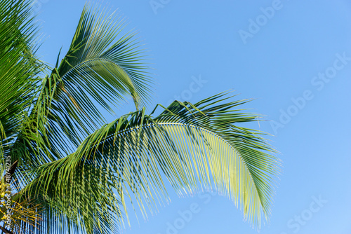 A palm tree in the blue sky. High quality photo