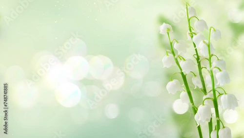 lilly of the valley flowers on blue bokeh with copy space photo