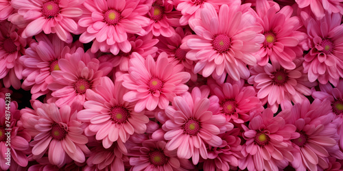 Pink chrysanthemums.Top view