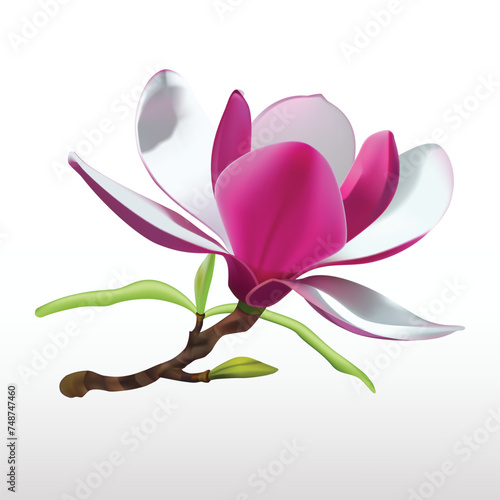 Magnolia flowers isolated. 3d realistic vector icon