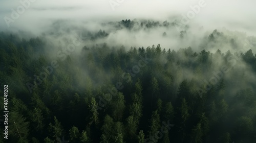 Green Forest in fog drone view. The beauty of wild nature. © Vladimir