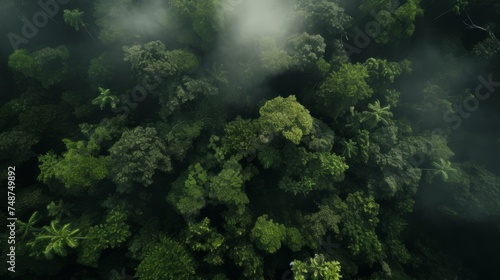 Green Forest drone view. The beauty of wild nature.