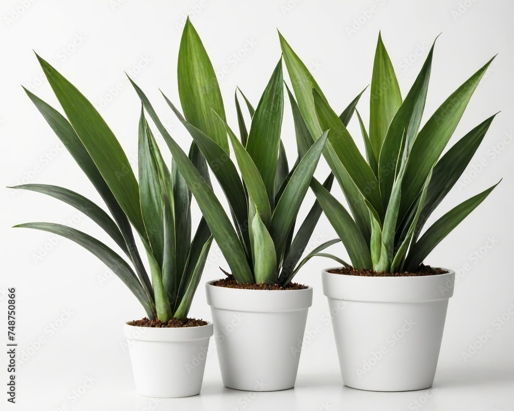 Obraz premium Stylish Indoor Plant