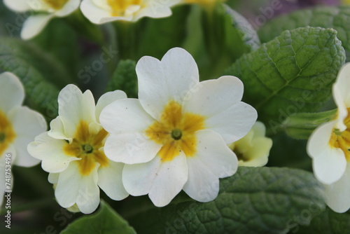 Fototapeta Naklejka Na Ścianę i Meble -  Primula vulgaris, the common primrose, is a species of flowering plant in the family Primulaceae. 