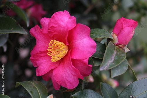 Camellia sasanqua, with common name sasanqua camellia, is a species of Camellia native to China and Japan. It is usually found growing up to an altitude of 900 metres.