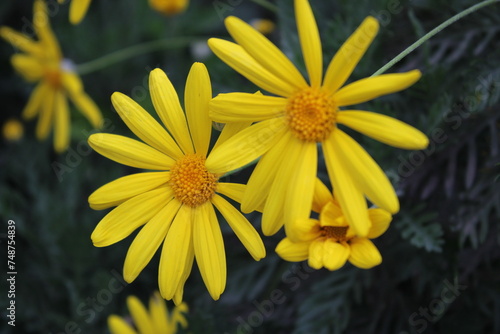 Euryops pectinatus  the grey-leaved euryops  is a species of flowering plant in the family Asteraceae  endemic to rocky  sandstone slopes in the Western Cape of South Africa