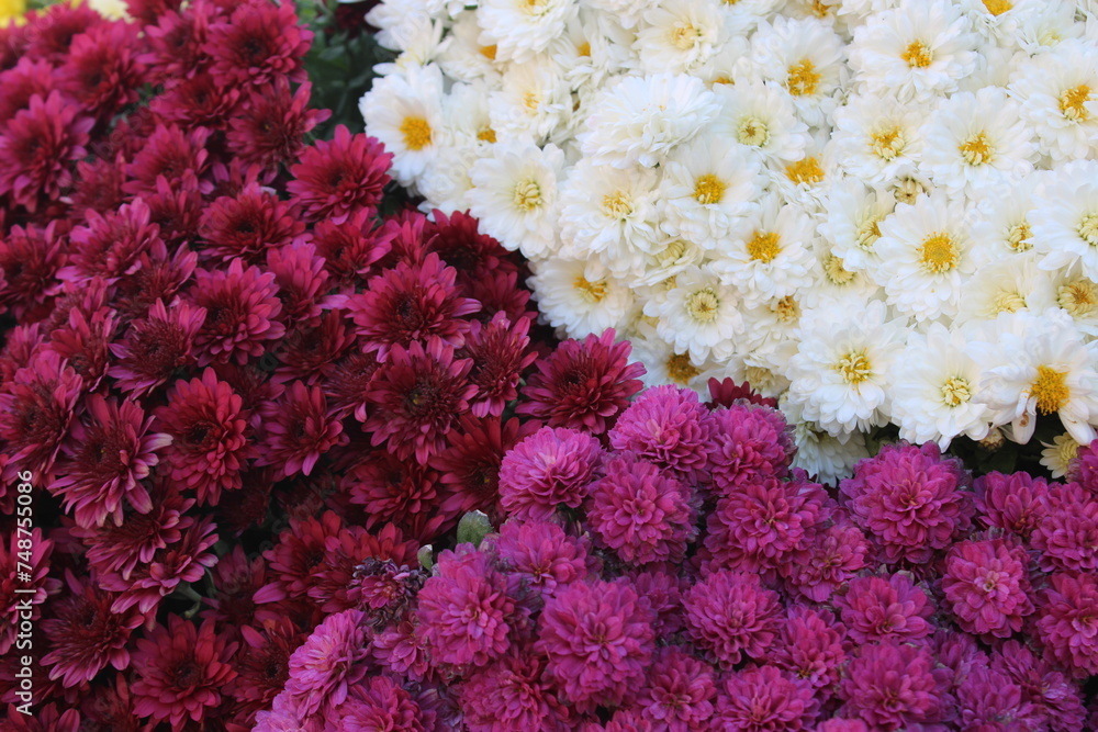 Chrysanthemum morifolium (also known as florist's daisy and hardy garden mum,or in China) is a hybrid species of perennial plant from family Asteraceae.