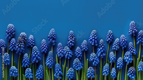 Array of blue muscari flowers neatly lined up creating a uniform pattern against a blue background photo