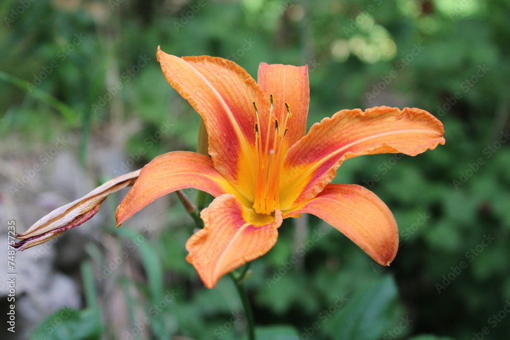 Hemerocallis fulva, the orange day lily,tawny daylily, corn lily, tiger daylily, fulvous daylily or ditch lily is a species of daylily native to Asia. Hemerocallis fulva, the orange day lily,tawny daylily, corn lily, tiger daylily, fulvous daylily or ditch lily is a species of daylily native to Asia.