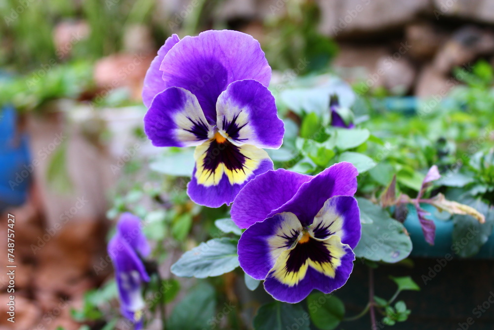 Obraz premium A bunch of pansies are in a garden.