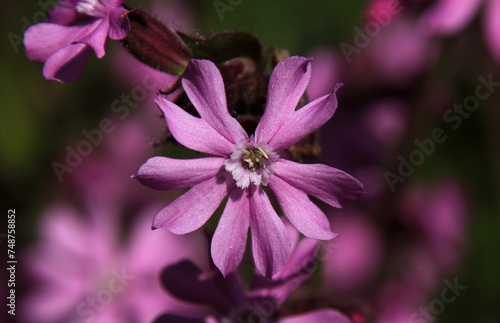 Red Campion flower ( silene dioica) close-up with flourishing male blossom revealing stamina photo