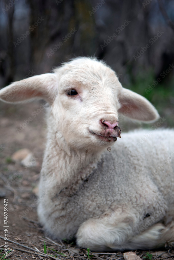 Beautiful baby sheep isolated with none transparent background .Jpg