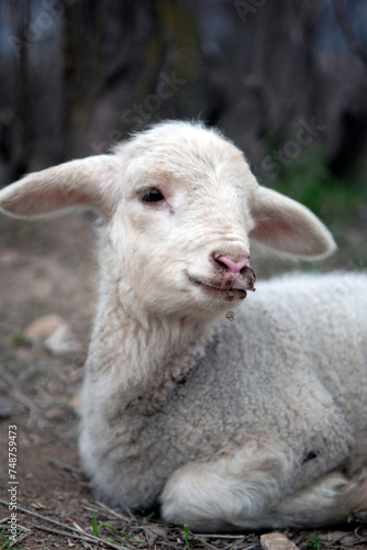 Beautiful baby sheep isolated with none transparent background .Jpg