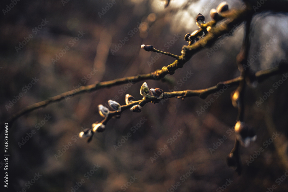 frühblüher und licht frühblüher und licht