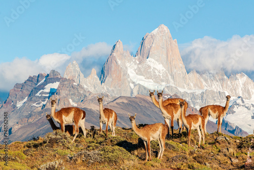 Wild Patagonia of Argentina: wild Guanacos standing in patagonia in front of fitz roy