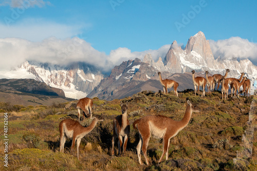 Wild Patagonia of Argentina: wild Guanacos standing in patagonia in front of fitz roy