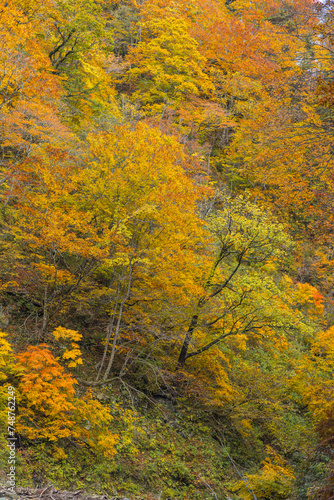 日本 青森県中津軽郡にある世界遺産、白神山地の暗門渓谷ルート沿いの風景と紅葉