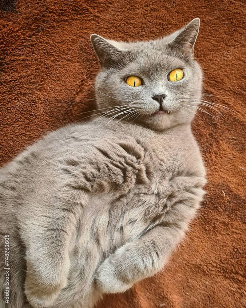 Obraz premium cat on the floor