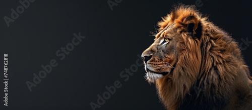 Side view of lion king animal head copy space on dark background. Generated AI image
