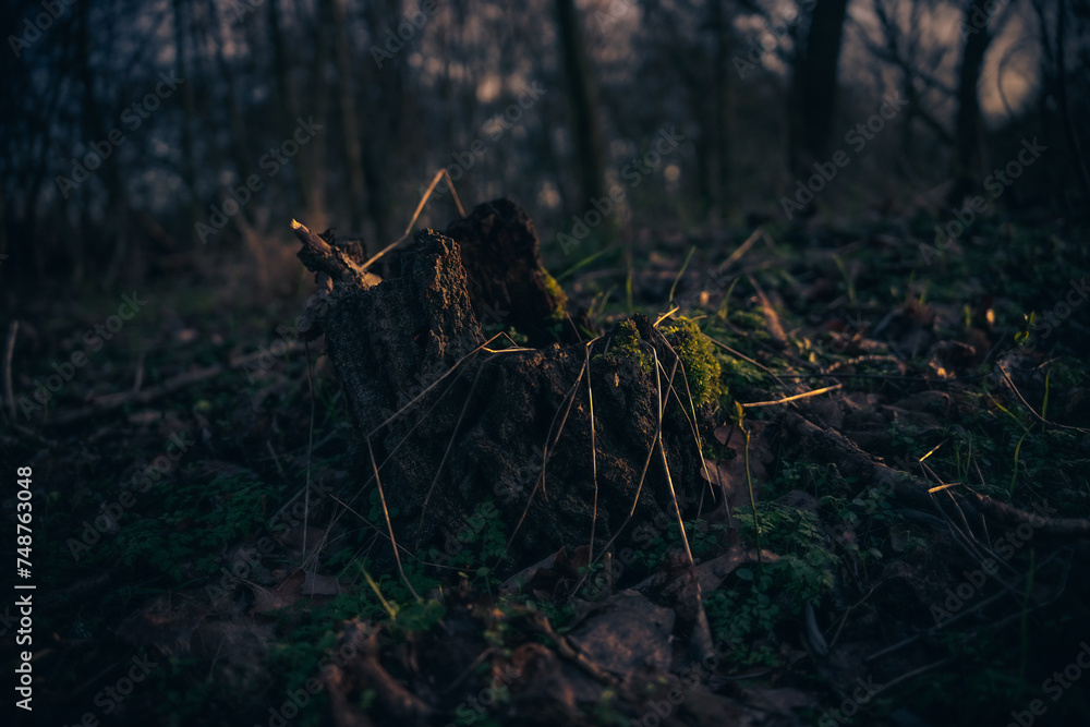 frühblüher und licht